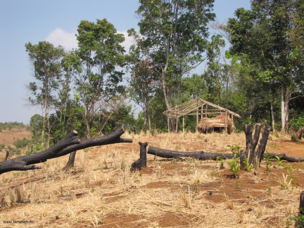 Cambodia mudolkiri forest