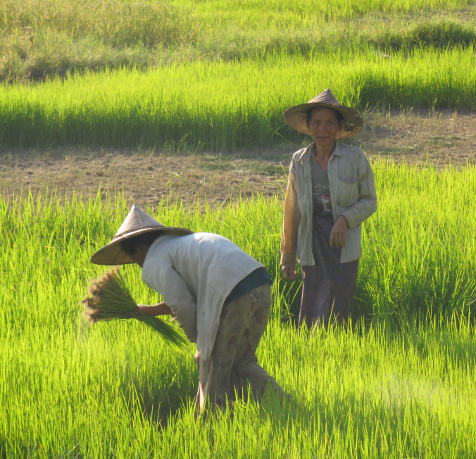 Femmes rizières Bimanie carre 72dpi