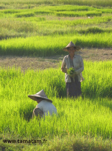 Birmanie Rencontre dans les rizières 72 dpi IMG_6162